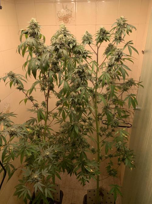 Super Lemon Haze # Seis Pés. Week 8 - 5/7 #S8 ( 02/08 )