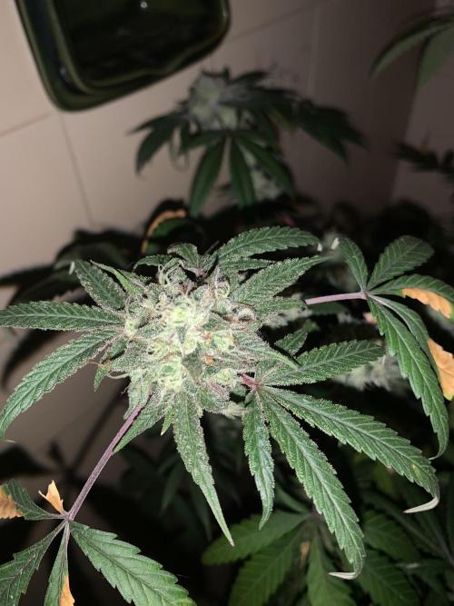 Super Lemon Haze # Seis Pés. Week 8 - 5/7 #S8 ( 02/08 )