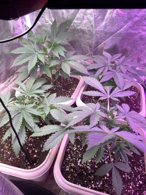 Mix Pack FF. Week 4