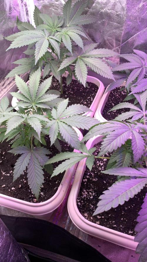 FF Mix pack fastbuds. Week 4 - 7/7 #S4 ( 03/08 )
