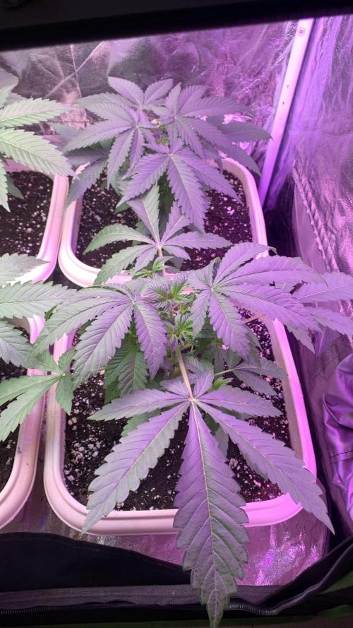 Mix Pack FF. Week 4