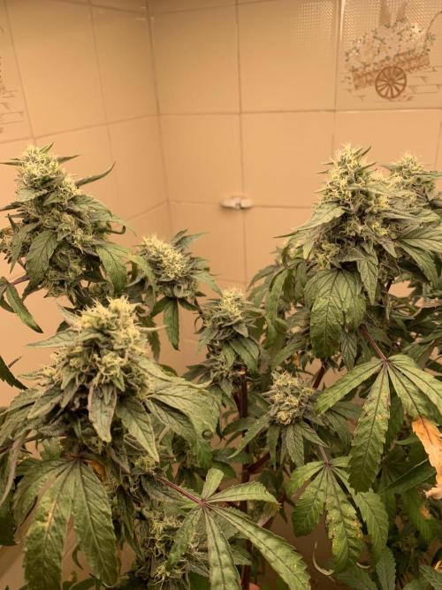 Super Lemon Haze # Seis Pés. Week 8 - 6/7 #S8 ( 03/08 )