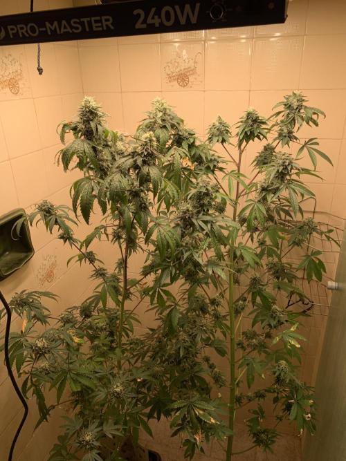 Super Lemon Haze # Seis Pés. Week 8 - 6/7 #S8 ( 03/08 )