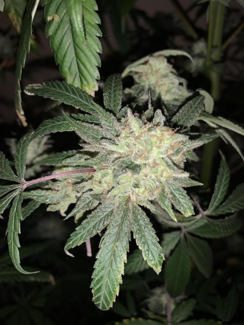 Super Lemon Haze # Seis Pés. Week 8 - 7/7 #S8 ( 04/08 )