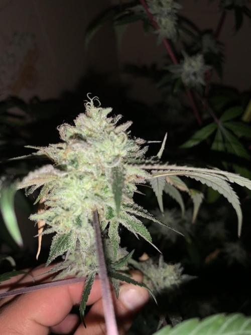 Super Lemon Haze # Seis Pés. Week 8 - 7/7 #S8 ( 04/08 )