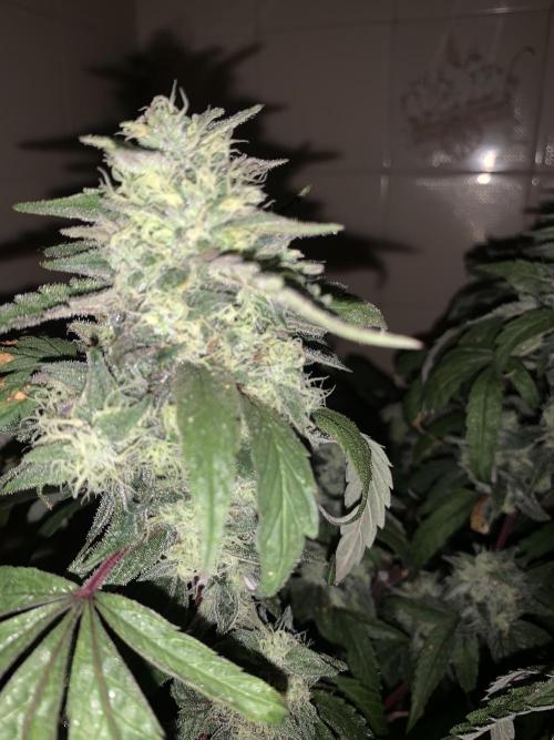 Super Lemon Haze # Seis Pés. Week 8 - 7/7 #S8 ( 04/08 )
