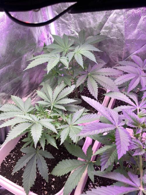 FF Mix pack fastbuds. Week 5 - 1/7 #S5 ( 04/08 )