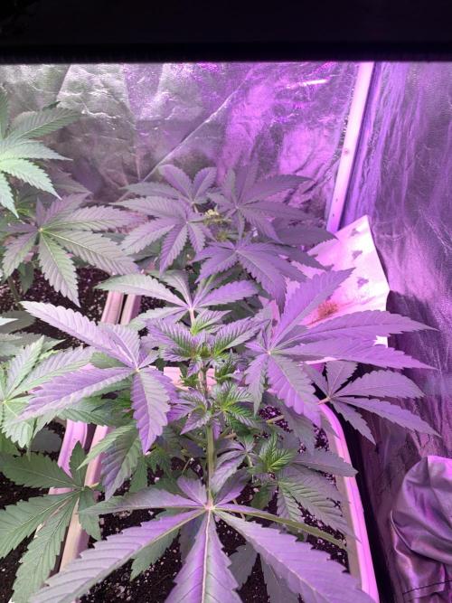 Mix Pack FF. Week 5
