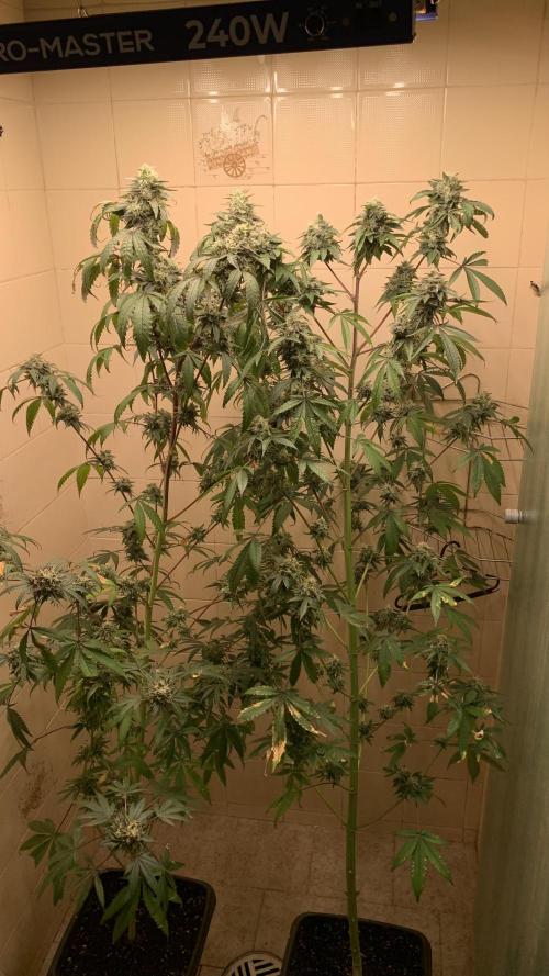 Super Lemon Haze # Seis Pés. Week 9 - 1/7 #S9 ( 05/08 )