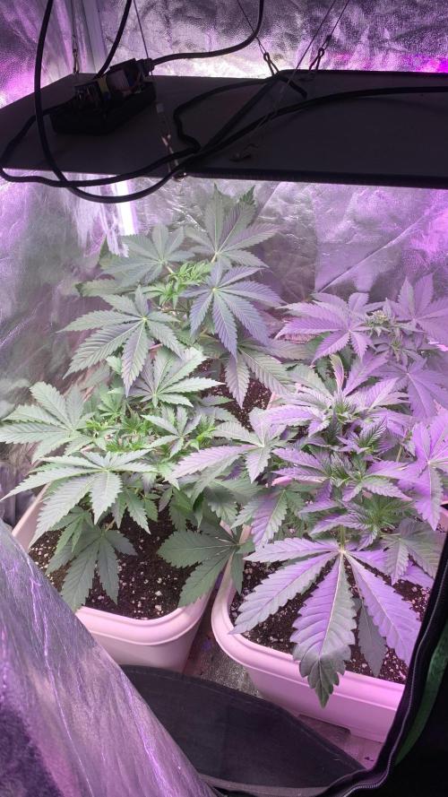 Mix Pack FF. Week 5
