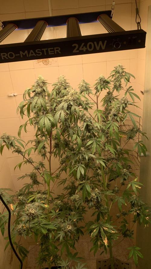 Super Lemon Haze # Seis Pés. Week 9 - 2/7 #S9 ( 06/08 )