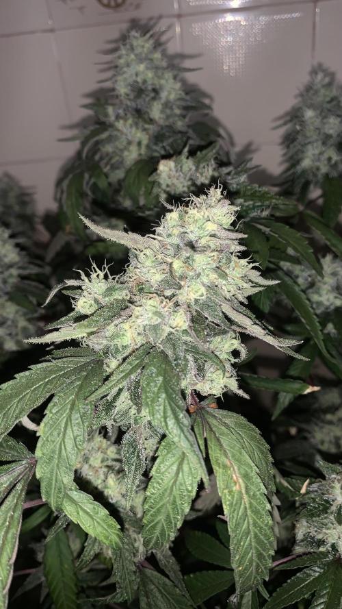 Super Lemon Haze # Seis Pés. Week 9 - 2/7 #S9 ( 06/08 )