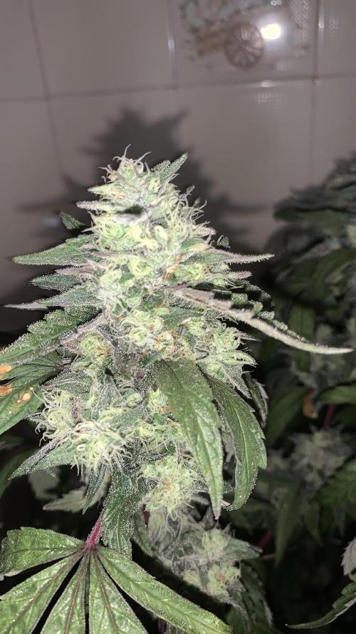 Super Lemon Haze # Seis Pés. Week 9 - 2/7 #S9 ( 06/08 )