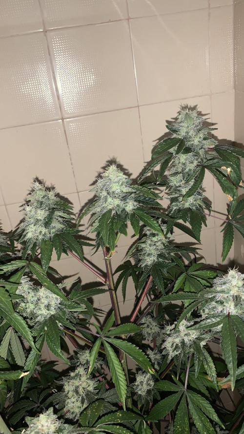 Super Lemon Haze # Seis Pés. Week 9 - 2/7 #S9 ( 06/08 )