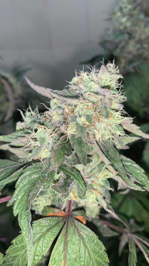 Super Lemon Haze # Seis Pés. Week 9 - 2/7 #S9 ( 06/08 )
