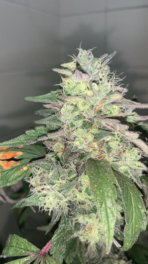 Super Lemon Haze # Seis Pés. Week 9 - 2/7 #S9 ( 06/08 )