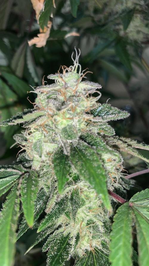 Super Lemon Haze # Seis Pés. Week 9 - 2/7 #S9 ( 06/08 )