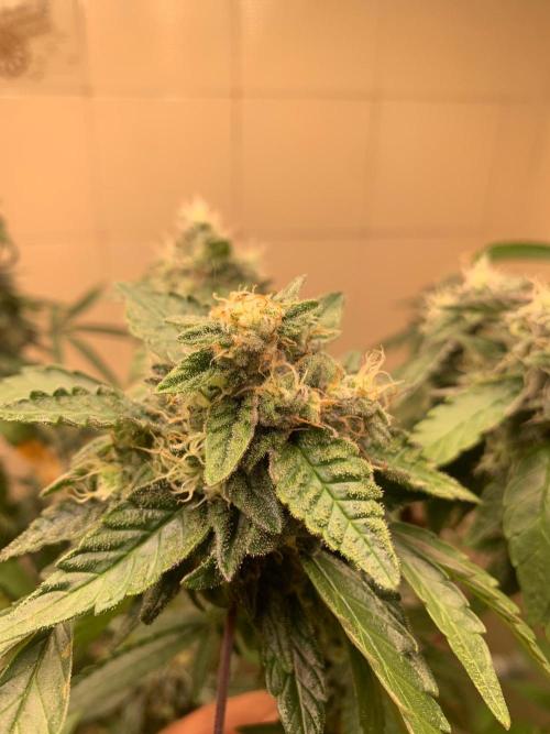 Super Lemon Haze # Seis Pés. Week 9 - 2/7 #S9 ( 06/08 )
