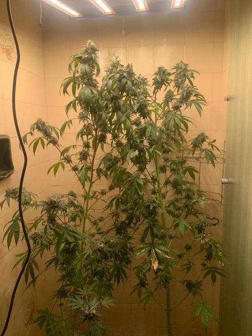 Super Lemon Haze # Seis Pés. Week 9 - 4/7 #S9 ( 08/08 )
