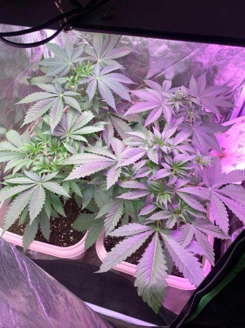 Mix Pack FF. Week 5