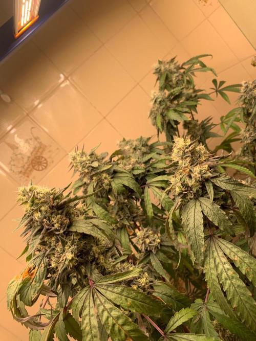 Super Lemon Haze # Seis Pés. Week 9 - 4/7 #S9 ( 08/08 )