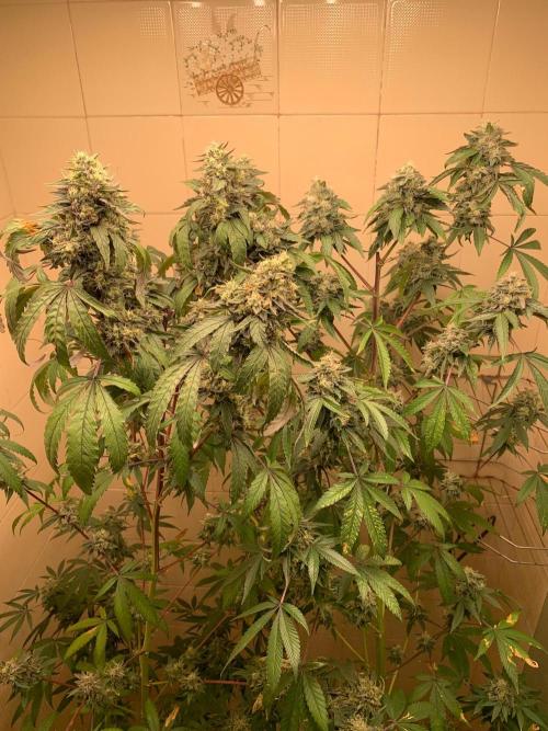 Super Lemon Haze # Seis Pés. Week 9 - 4/7 #S9 ( 08/08 )