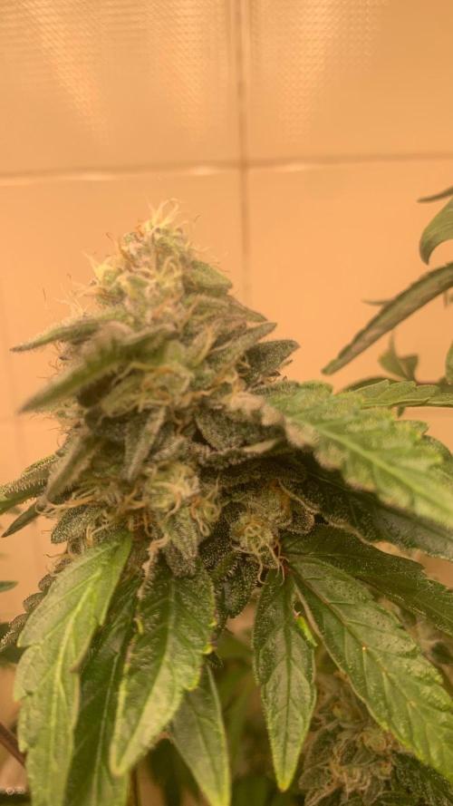 Super Lemon Haze # Seis Pés. Week 9 - 5/7 #S9 ( 09/08 )