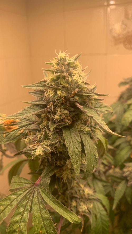 Super Lemon Haze # Seis Pés. Week 9 - 5/7 #S9 ( 09/08 )