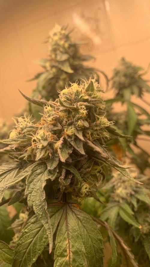 Super Lemon Haze # Seis Pés. Week 9 - 5/7 #S9 ( 09/08 )