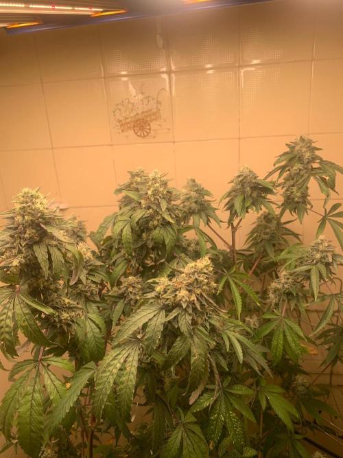 Super Lemon Haze # Seis Pés. Week 9 - 5/7 #S9 ( 09/08 )