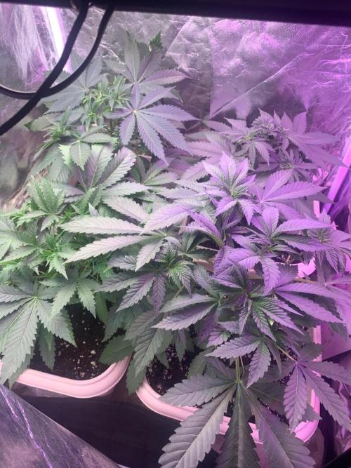 Mix Pack FF. Week 5