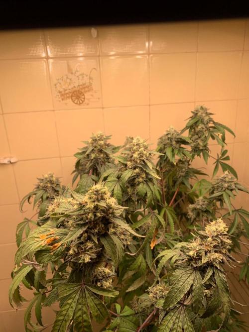 Super Lemon Haze # Seis Pés. Week 9 - 6/7 #S9 ( 10/08 )