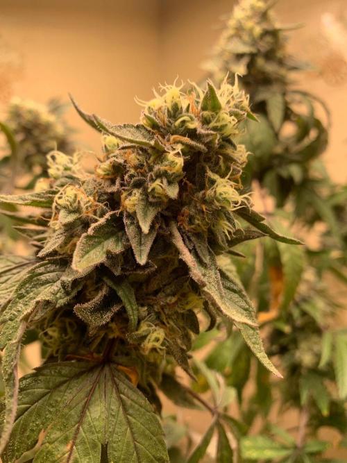 Super Lemon Haze # Seis Pés. Week 9 - 7/7 #S9 ( 11/08 )