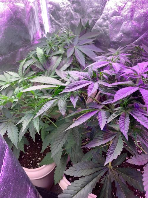 Mix Pack FF. Week 5