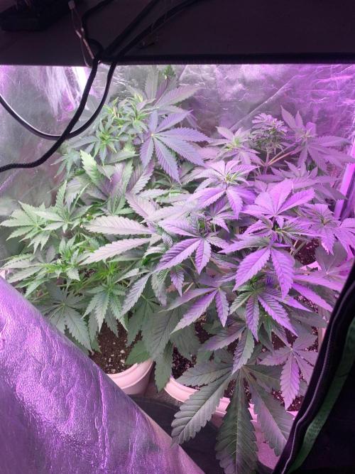 Mix Pack FF. Week 6