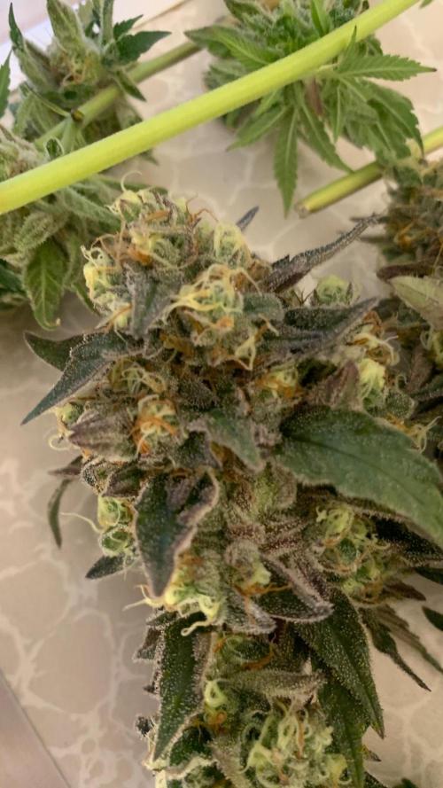 Super Lemon Haze # Seis Pés. Week 10 - 12/08 ( 71 dias 
