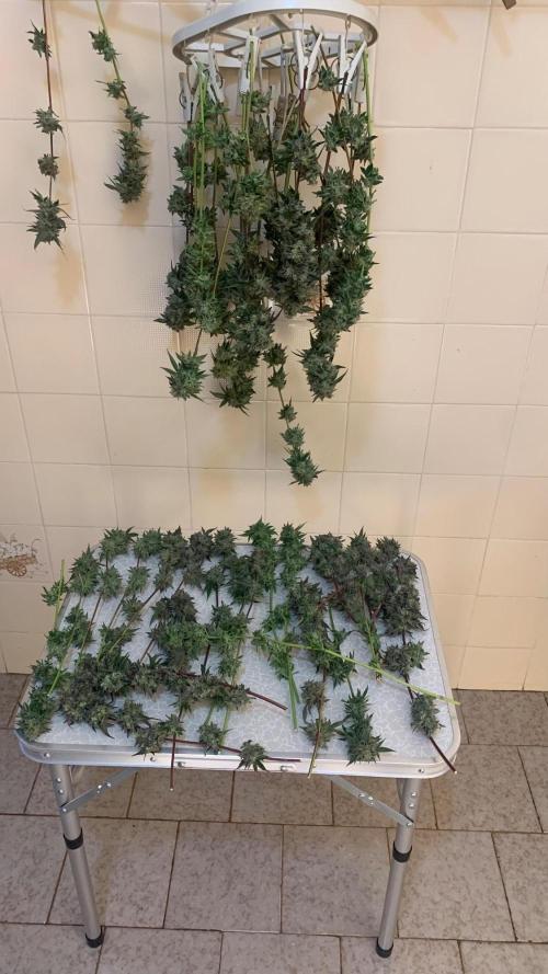 Super Lemon Haze # Seis Pés. Week 10 - 12/08 ( 71 dias 