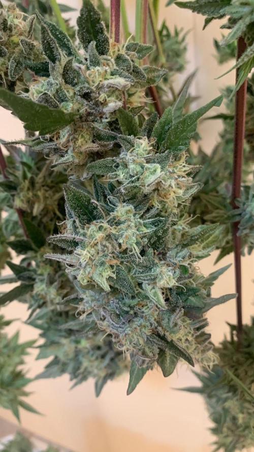Super Lemon Haze # Seis Pés. Week 10 - 12/08 ( 71 dias )