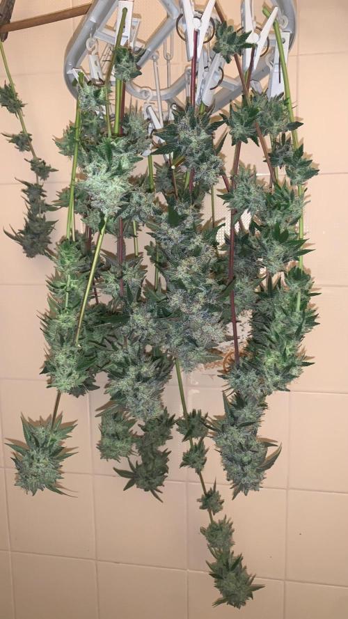 Super Lemon Haze # Seis Pés. Week 10 - 12/08 ( 71 dias 