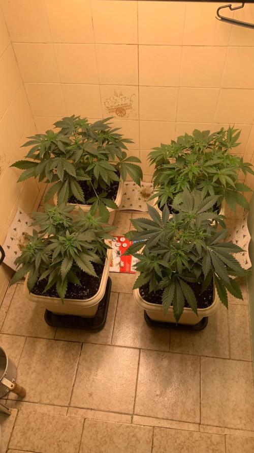 Mix Pack FF. Week 6