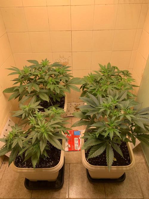 Mix Pack FF. Week 6