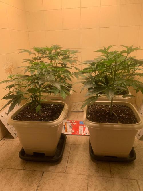 FF Mix pack fastbuds. Week 6 - 4/7 #S6 ( 14/08 )