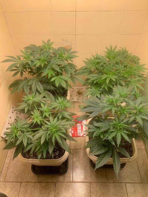 FF Mix pack fastbuds. Week 6 - 4/7 #S6 ( 14/08 )