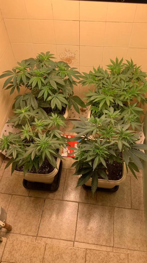 FF Mix pack fastbuds. Week 6 - 5/7 #S6 ( 15/08 )