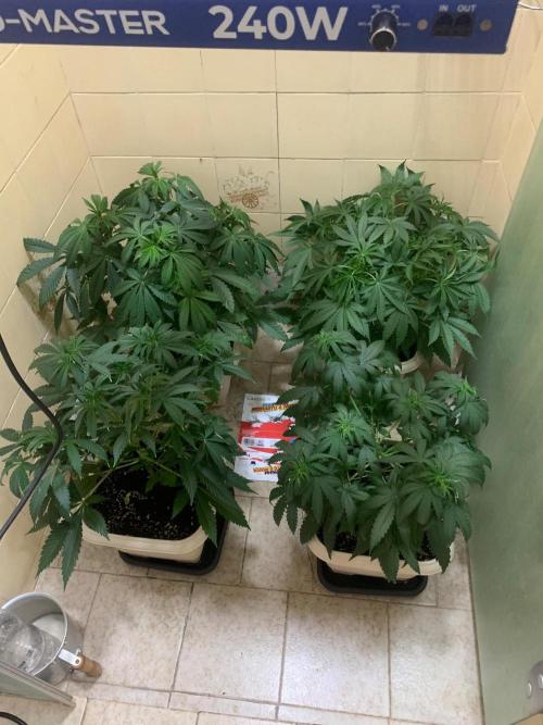 FF Mix pack fastbuds. Week 7 - 1/7 #S7 ( 18/08 )
