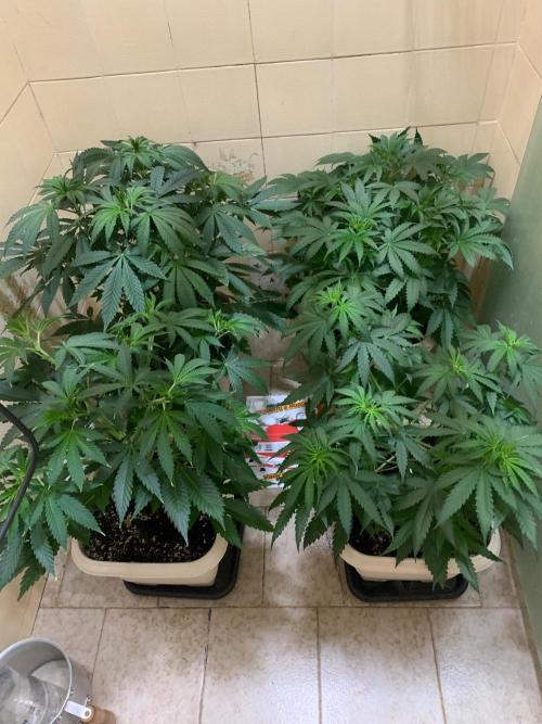 FF Mix pack fastbuds. Week 7 - 2/7 #S7 ( 19/08 )