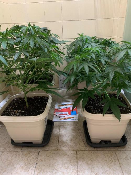 FF Mix pack fastbuds. Week 7 - 2/7 #S7 ( 19/08 )