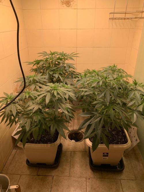 FF Mix pack fastbuds. Week 7 - 4/7 #S7 ( 21/08 )