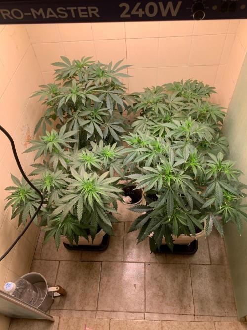 Mix Pack FF. Week 7