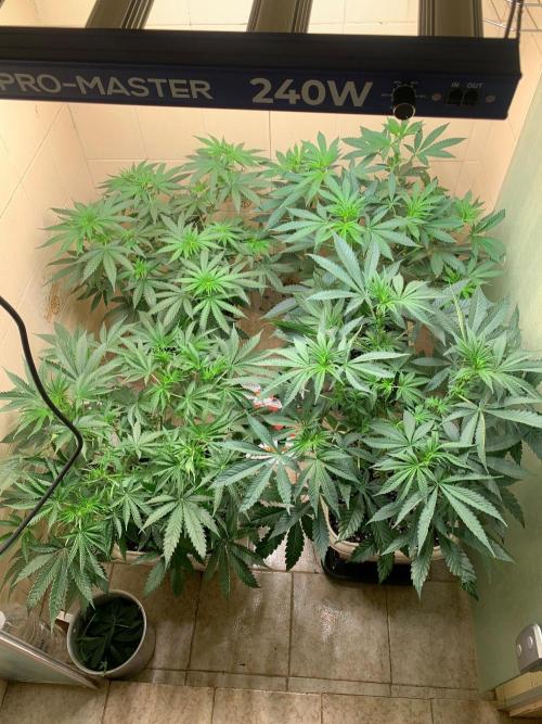 FF Mix pack fastbuds. Week 7 - 6/7 #S7 ( 23/08 )